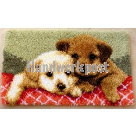 knoopkleed puppies