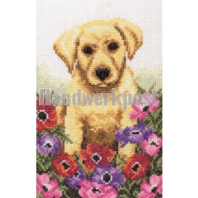 borduurpakket labradorpup