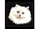 borduurpakket witte poes op zwart