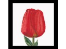 borduurpakket tulp-8