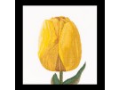 borduurpakket tulp-9