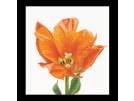 borduurpakket tulp-10