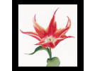 borduurpakket tulp-11