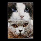 borduurpakket cats, smokey&blu
